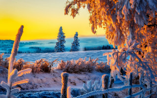 Snowy landscape sunset foggy trees - foggy free wallpaper