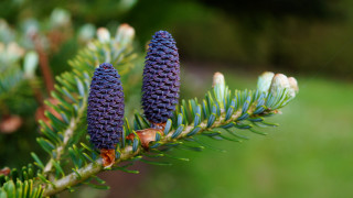 Pine cones closeup nature bokeh - a close up of a pine tree free wallpaper