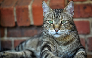 Sad cat brick wall focus - a brick wall free wallpaper
