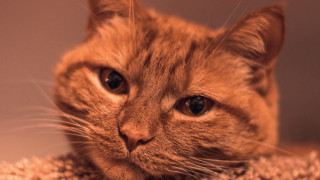 Sad cat on rug tiltshift - sad free wallpaper