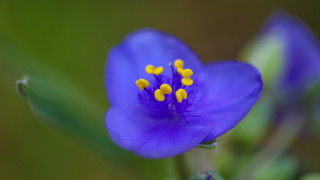 Blue flower yellow stamens green - center free wallpaper