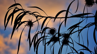 Bamboo leaf plant silhouette moon - thin free wallpaper for desktop