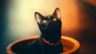 Black cat yellow eyes serious 12 - a black cat free wallpaper