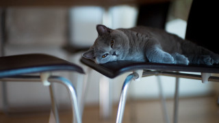 Cat chair stilllife blurry depthoffield - the back of the chair free wallpaper