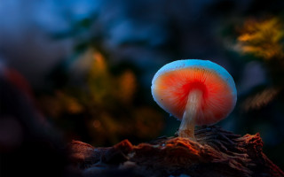 Mushroom red center woods night - a tree stump free wallpaper