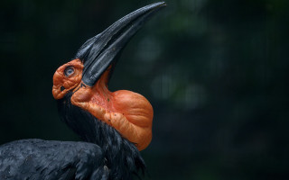 Bird beak orange head black - black wing free wallpaper