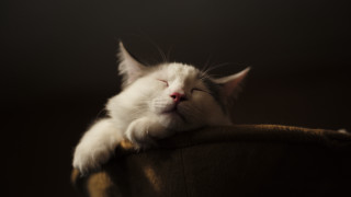 White cat sleeping wooden chair - f 1. free wallpaper