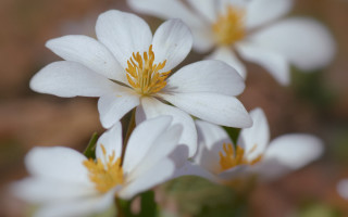 White flowers yellow stamens garden - a garden free wallpaper