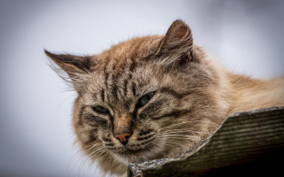 Sad cat on post carlos - a wooden post free wallpaper