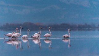 Flamingos line lake mountains foggy - a line free wallpaper