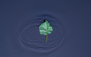 Leaf water circular design minimalism - the surface free wallpaper