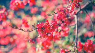 Red flowers branch sunlight bokeh - a tree branch in the sun light of the day free wallpaper