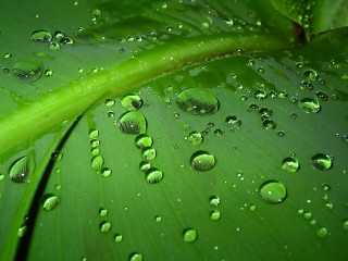 Green leaf water droplets macro 49 - a few leaf free wallpaper