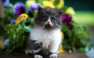 Kitten flowers blue eye blurry - impressionism free wallpaper