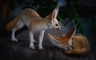 Two foxes rock sleeping looking - free dogs wallpaper