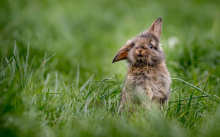 Small rabbit grass looking up - a small rabbit free wallpaper