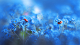 Blue flowers red bugs macro - the middle of them free wallpaper