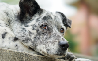 Dog ledge looking distance blurry - a blurry background of a building free wallpaper