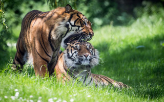 Tigers walking grass sunlight blurry - the sun light free wallpaper
