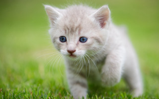 Small white kitten blue eyes - a small white kitten free wallpaper
