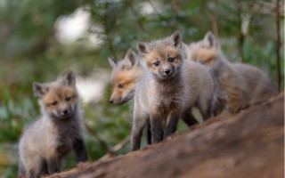 Foxes tree trunk forest bokeh - arie smit free wallpaper for desktop