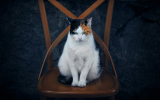 Cat sitting chair black brown - the back free wallpaper