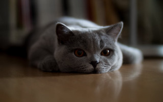 Cat shiba inu blurry background 3 - the floor free wallpaper