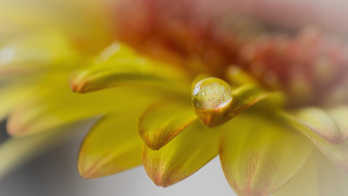 Yellow flower water droplets macro 10 - petal and a blurry background free wallpaper