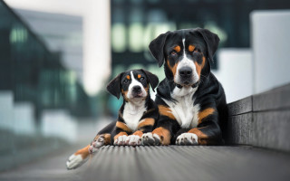 Dogs ledge building background focus - dada free wallpaper