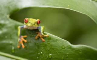 Frog red eyes leaf water - a frog free wallpaper for desktop