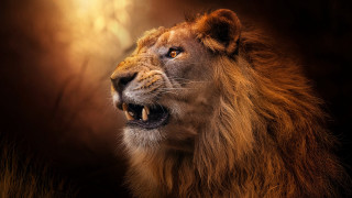 Lion open mouth photorealistic wildlife - tooth wide open free wallpaper