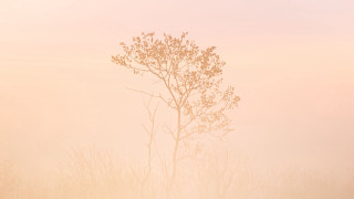 Lone tree foggy field cherry - soft light free wallpaper