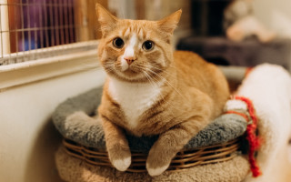 Cat bed room blurry shift - f 1. free wallpaper