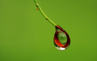 Water drop green stem red - a drop of water free wallpaper