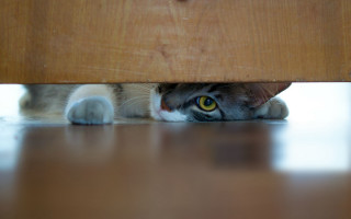 Cat hiding under table yellow - rule free wallpaper