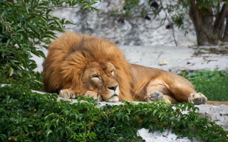 Lion green field tree bush - a lush green field next free wallpaper