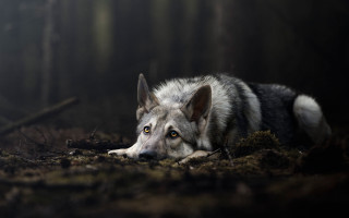 Wolf laying woods eyes wide - a wolf free wallpaper