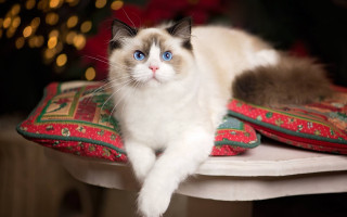 White cat blue eyes christmas - a pillow free wallpaper for desktop