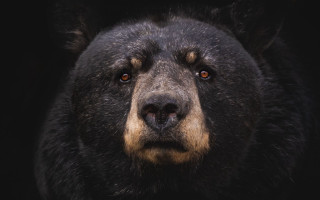 Black bear closeup brown nose - on free wallpaper