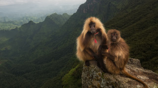 Monkeys rock mountains valley background - the mountain free wallpaper
