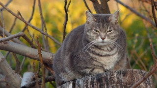 Cat stump forest sad portrait - a tree stump in a forest free wallpaper