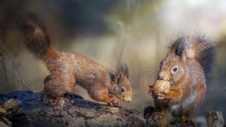 Squirrels eating branch woods blurry - a piece of food free wallpaper