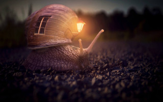 Snail light on head night - a snail free wallpaper