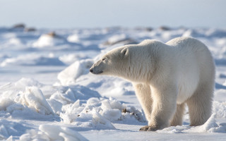 Polar bear snow wildlife ecological - food free wallpaper