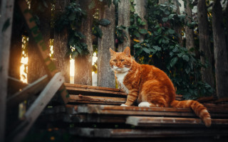 Cat wooden platform woods light - a wooden platform free wallpaper