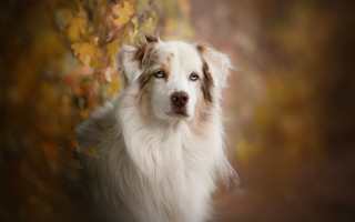Dog blue eyes photorealistic autumn - a blue eye free wallpaper