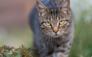 Cat field blurry background animal - a blurry background of grass free wallpaper