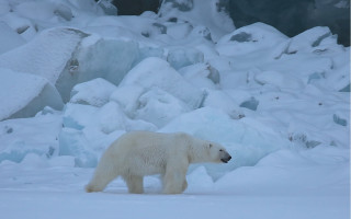Polar bear snow ice rocks - polar free wallpaper