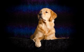 Goldenretriever blackcouch renaissance glamorpose dog - glamor pose free wallpaper