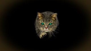 Cat green eyes glowing open - a white border free wallpaper for desktop